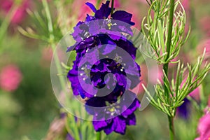 Closeup of delphiniums flowers  in field at Wick, Pershore, Worcestershire, UK-94.NEF