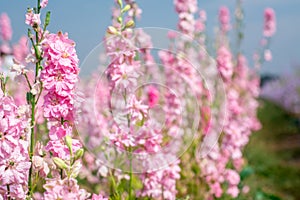 Closeup of delphiniums flowers  in field at Wick, Pershore, Worcestershire, UK-94.NEF