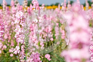 Closeup of delphiniums flowers  in field at Wick, Pershore, Worcestershire, UK-94.NEF