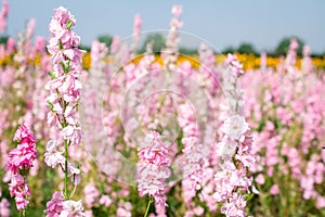 Closeup of delphiniums flowers  in field at Wick, Pershore, Worcestershire, UK-94.NEF