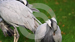 Closeup of a demoiselle crane looking around and then preening its feathers, popular bird specie from Eurasia