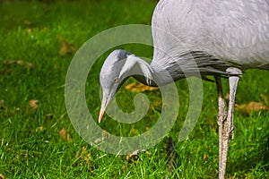 Closeup of a demoiselle crane, popular bird specie from Eurasia