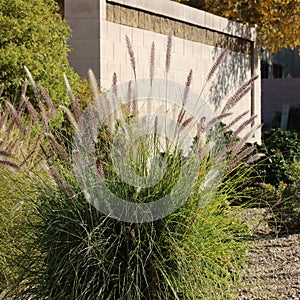 Closeup of dense and robust clumping Fountain grass growing in Arizona residential suburban roadside