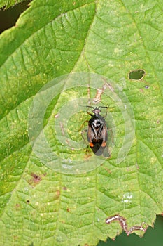 Closeup of a deraeocoris ruber bug on a leaf.