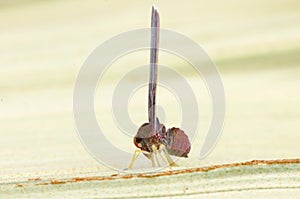 Closeup derbid planthopper side view