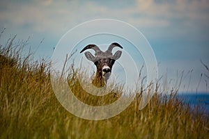 Closeup of a desert bighorn sheep's (Ovis canadensis nelsoni) head behind a green-covered hill