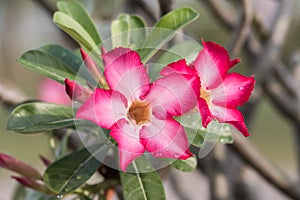 Closeup Desert Rose