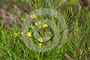 Closeup of desert senna (Senna artemisioides)