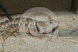 Closeup of the  desert spiny lizard, Sceloporus magister