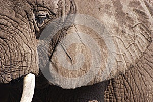 Closeup Detail of African Elephant Animal