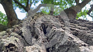 Closeup detail below of very old oak tree bark texture with green leaves crown above