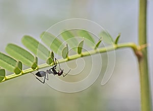 Closeup detail of black thatching ant with red head on plant stalk