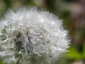 Closeup detail of a Dandelion`s White Wispy Seeds. Lots of Wishes.
