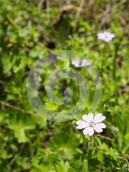 closeup detail of a forrest flower in blossom