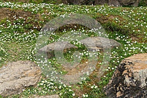 Closeup detail of grass and daisies at a park