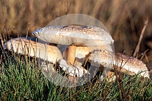 Closeup detail of head on field mushroom agaricus campestris growing wild in meadow.