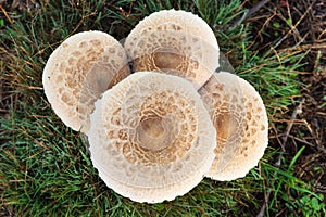 Closeup detail of head on field mushroom agaricus campestris growing wild in meadow.