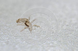 Head louse. Ectoparasite sucking human blood. Head lice. photo