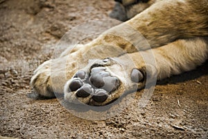 Closeup Detail Lion Paw or Foot