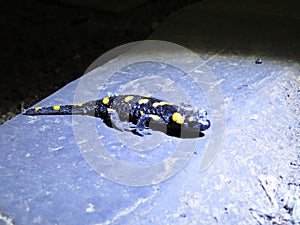 Closeup Detail Macro Picture of Black and Yellow Salamander Lizard