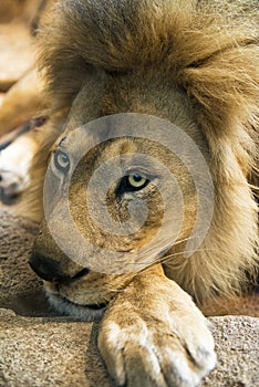 Closeup Detail of Male Lion Face and Mane