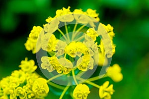 Closeup detail of meadow flower - wild healing herb -Tithymalus amygdaloides.