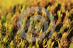 Closeup detail of moss plant nature flower macro biology Bryophyte