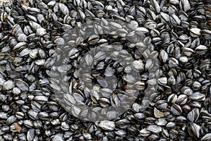 Closeup and detail of natural and wild mussels