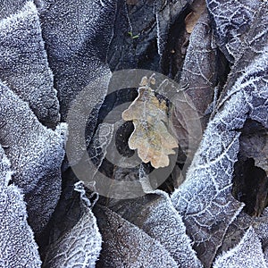 Closeup and detail on a pile of frosted dead leaves in a forest undergrowth in winter