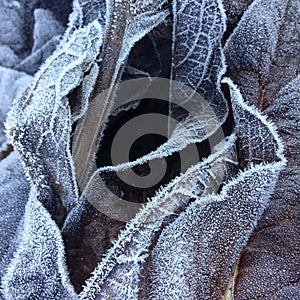 Closeup and detail on a pile of frosted dead leaves in a forest undergrowth in winter