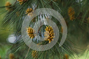 Closeup detail of a pine tree with blurred background