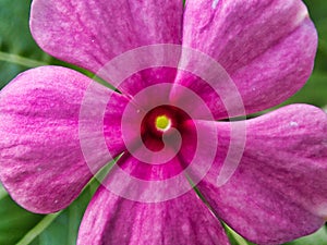 Closeup Detail of Pink Periwinkle Flower