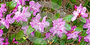 closeup detail of pink Rhododendron flowers in Spring