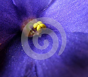 Closeup detail of pistil