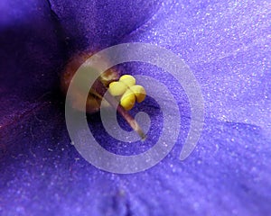 Closeup detail of pistil