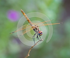 Closeup detail of red eyed dragonfly on plant stalk