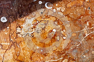 Red fossiliferous limestone photo