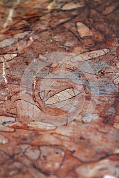 Red fossiliferous limestone photo