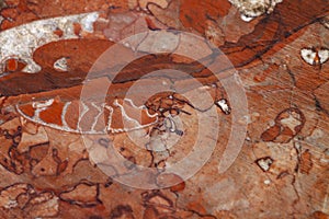 Red fossiliferous limestone photo