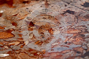 Red fossiliferous limestone photo