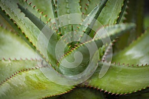 Closeup detail shot of succulent plant creating interesting lines and shapes.