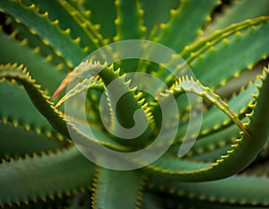 Closeup detail shot of succulent plant creating interesting lines and shapes.
