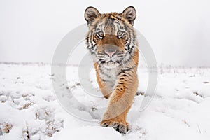 Closeup detail of Siberian tiger walking directly to the camera.