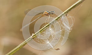 Closeup detail of small white masked wisp damselfly on plant photo