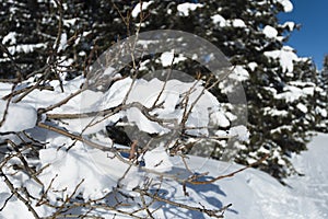 Closeup detail of snow covered branch with conifer pine trees