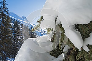 Closeup detail of snow covered branch with conifer pine trees