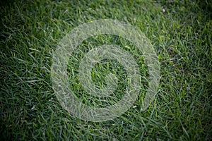 Closeup detail of texture in green grass lawn