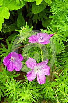 closeup detail three purple wild geranium on woodland forest floor in Spring photo