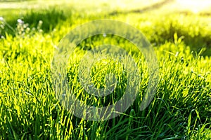 Closeup detail view of fresh long green grass field meadow in warm sunset sunrise morning sun light. Abstrackt natural