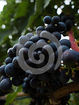 Closeup detail view of purple blue black wine grapes vine fruit on farm plantation winery vineyard, Vaduz Liechtenstein